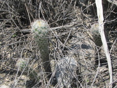 Mammillaria pottsii
