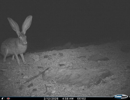 Antelope Jackrabbit observed by saguaro_education