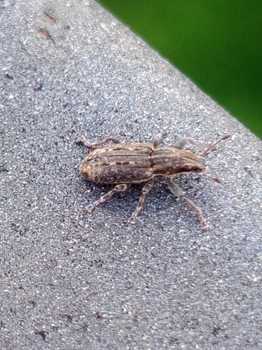 Sitona cinnamomeus