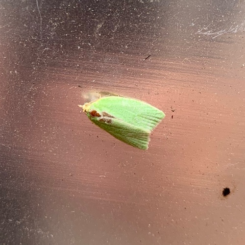 Green Oak Tortrix, Amsterdam, Oude Haagseweg, photo 9 of 10