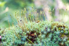 Polytrichadelphus magellanicus