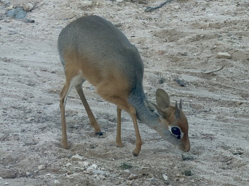 Salt's Dik-dik