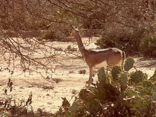 Northern Gerenuk