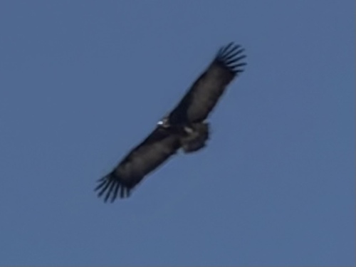 Hooded Vulture