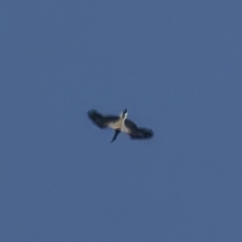 Abdim's Stork