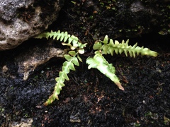 Asplenium × ebenoides