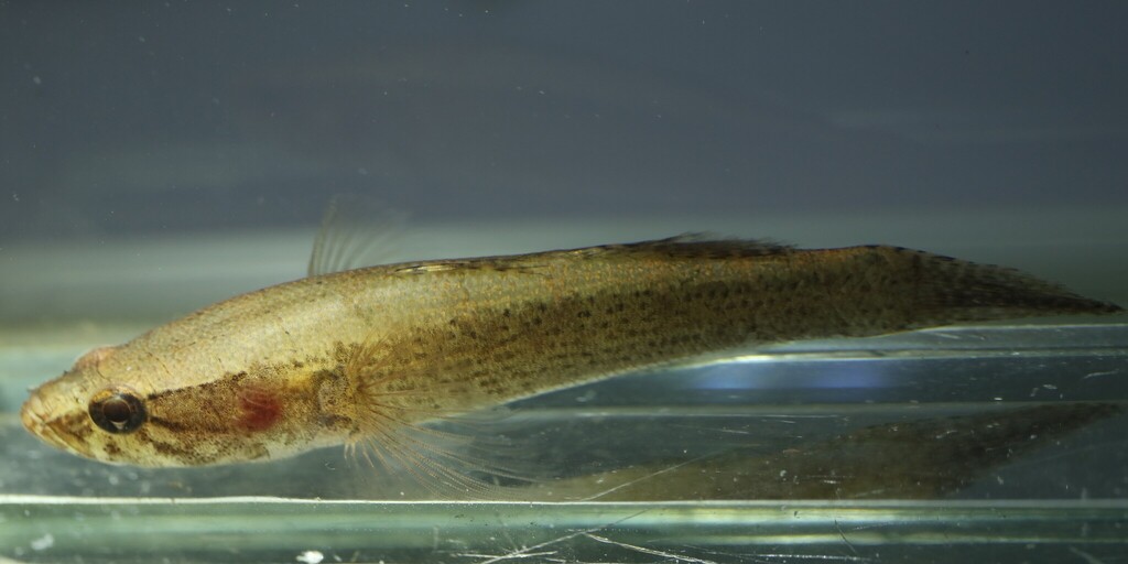 Striped sleeper (Eleotris vittata) — Eleotridae
