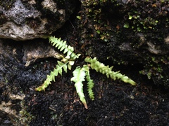 Asplenium × ebenoides