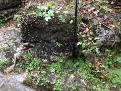 Asplenium × ebenoides