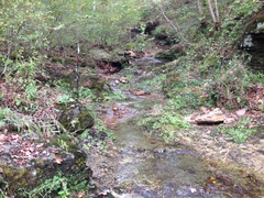 Asplenium × ebenoides