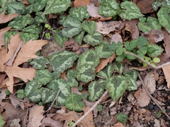 Cyclamen cyprium, photograph (c) Marios Thoma, some rights reserved (CC BY)