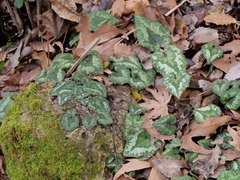 Cyclamen cyprium, photograph (c) Marios Thoma, some rights reserved (CC BY)