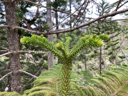 Norfolk Island Pine