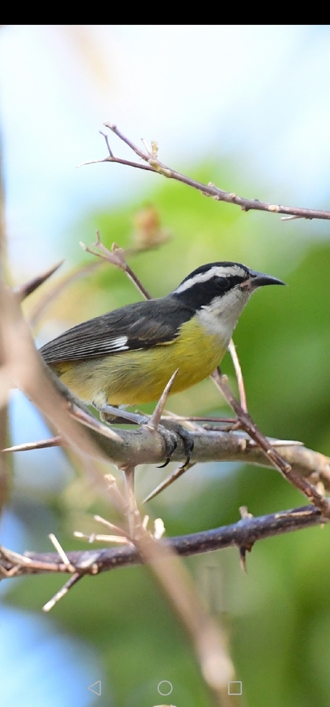Bananaquit (Cozumel I.)