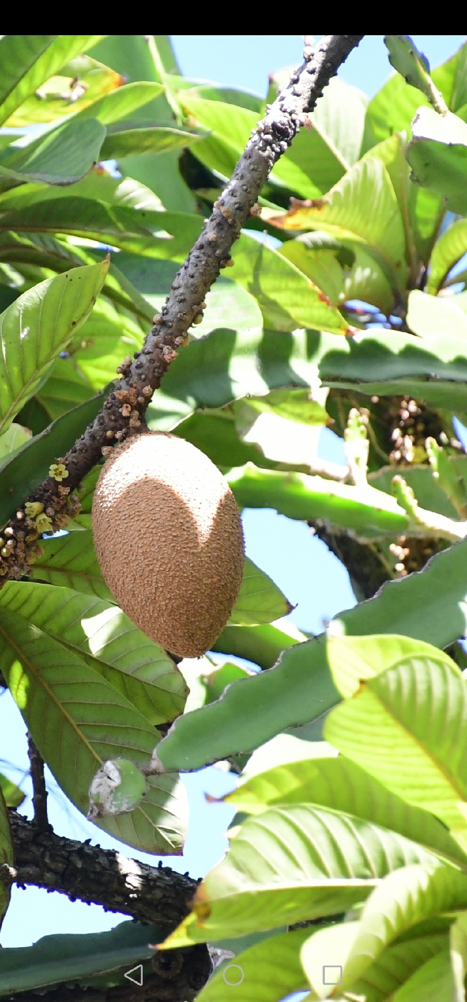 Mammee Sapote (Pouteria sapota)