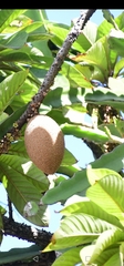 Sapote Mamey (Pouteria sapota)