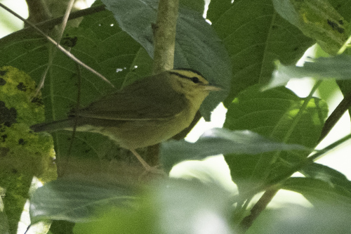 Worm-eating Warbler (Helmitheros vermivorum), photo 4