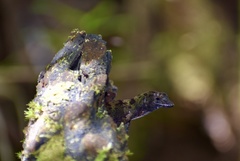 Anolis allogus