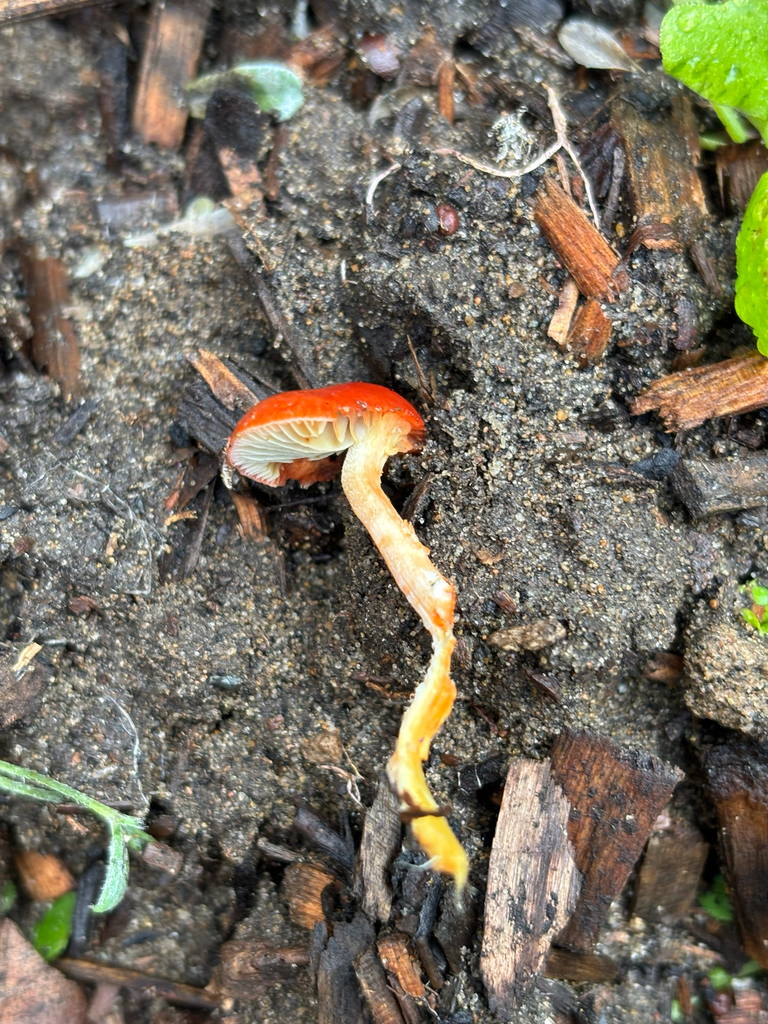 Leratiomyces ceres · February 2026 · photo: © dan_project_admin (iNaturalist, cc-by)
