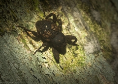 Methidrysis afflicta