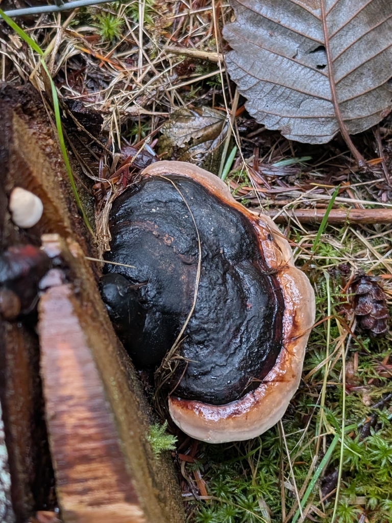 Fomitopsis mounceae · December 2025 · photo: © criminy (iNaturalist, cc-by)