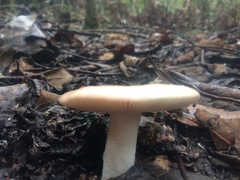 Russula persanguinea