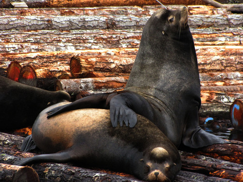California Sea Lion (Zalophus californianus), a species recorded in Washington