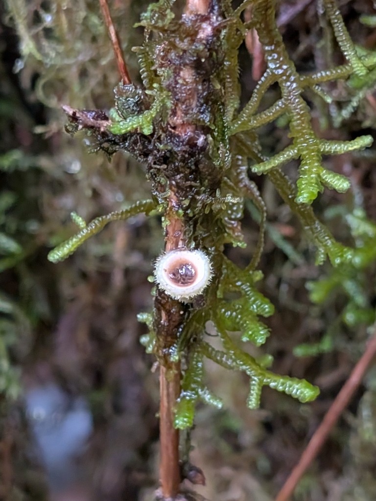 Nidula niveotomentosa · December 2025 · photo: © criminy (iNaturalist, cc-by)