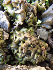 Clavascidium lacinulatum