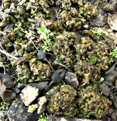 Clavascidium lacinulatum