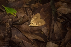 Asota iodamia
