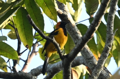 Orange-crowned Oriole (Icterus auricapillus), photo 4