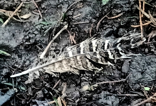 Ring-necked Pheasant