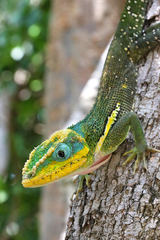 Anolis equestris buidei