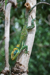Anolis equestris buidei