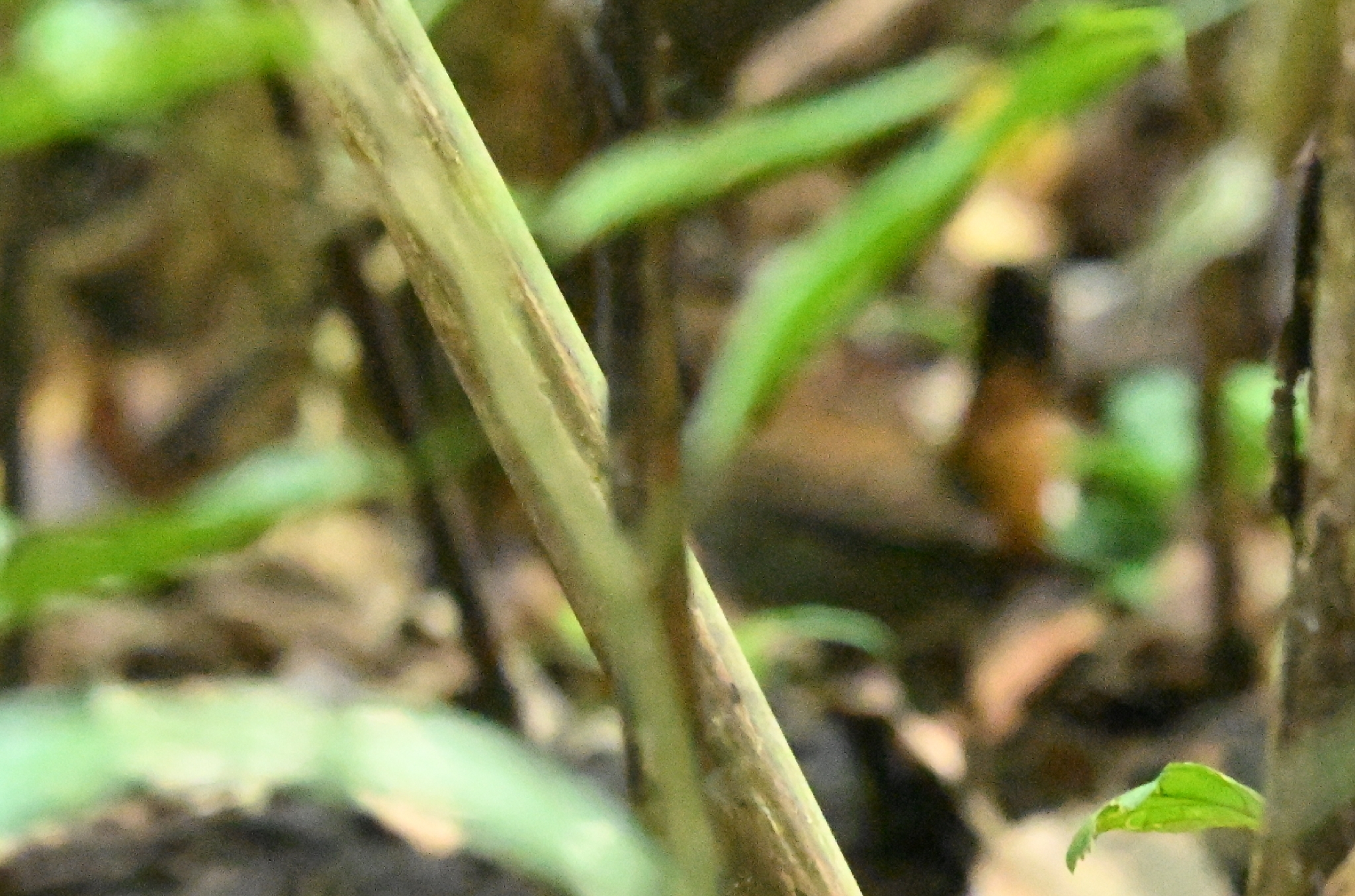 Black-faced Antthrush (Formicarius analis), photo 1