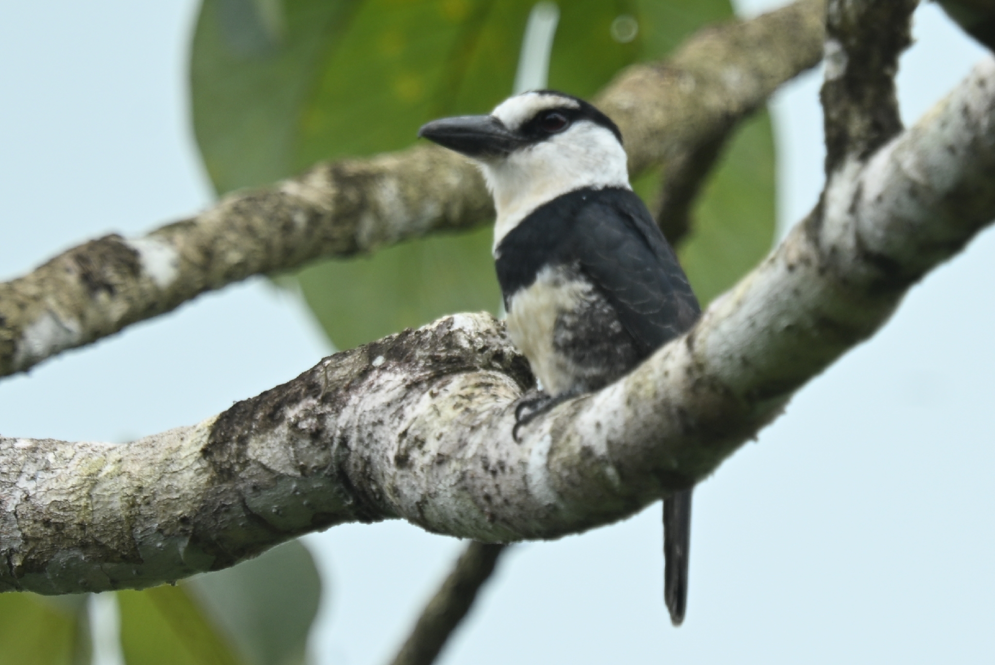 White-necked Puffbird (Notharchus hyperrhynchus), photo 9