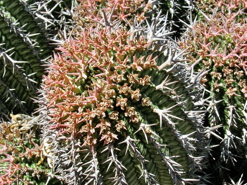 Euphorbia stellispina, photograph 2