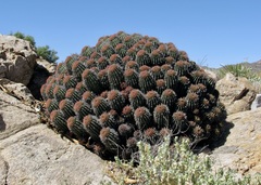 (c) Dr. Alexey Yakovlev, some rights reserved (CC BY) Euphorbia stellispina, photograph (c) Dr. Alexey Yakovlev, some rights reserved (CC BY)