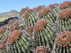(c) Dr. Alexey Yakovlev, some rights reserved (CC BY) Euphorbia stellispina, photograph (c) Dr. Alexey Yakovlev, some rights reserved (CC BY)