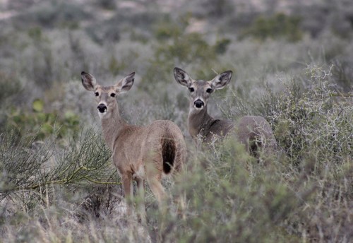 Fan-tailed Deer