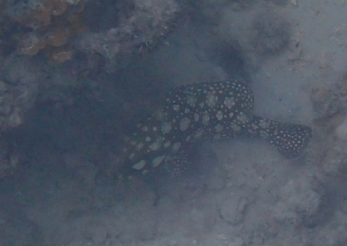 Epinephelus summana observed 2026-02-04