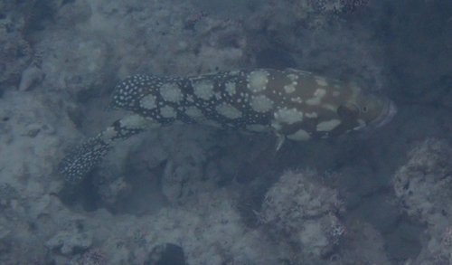 Epinephelus summana observed 2026-02-04