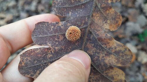 Cherry Gall Wasp