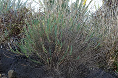 Linum monogynum monogynum