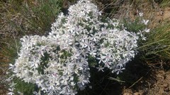 Phlox caespitosa