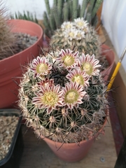 Echinofossulocactus zacatecasensis