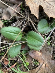 Micranthes californica