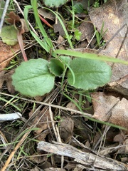 Micranthes californica