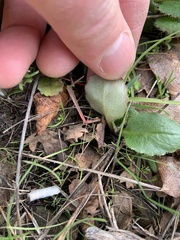Micranthes californica